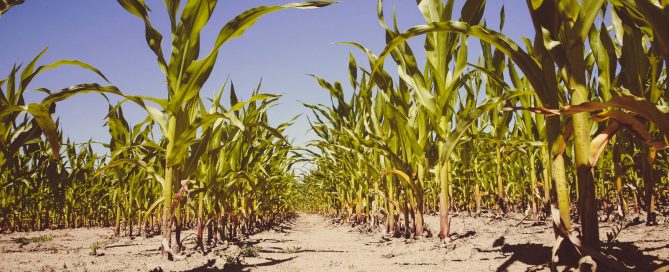 green maize field