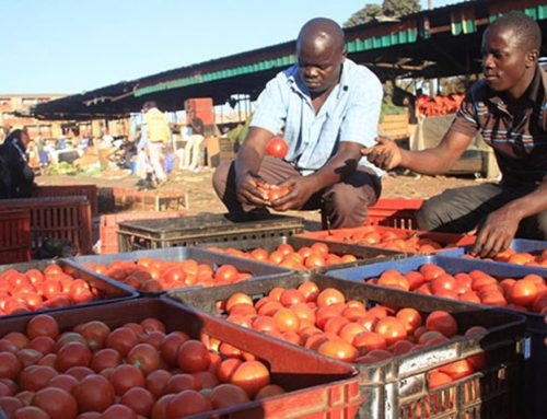 Tomato and Potato shortage hits Mbare Musika