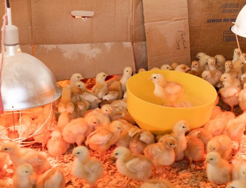 Here are ways you can reduce your broiler chick mortality rate