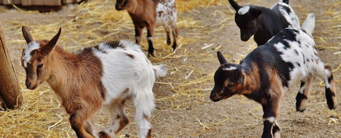 Playing Goats