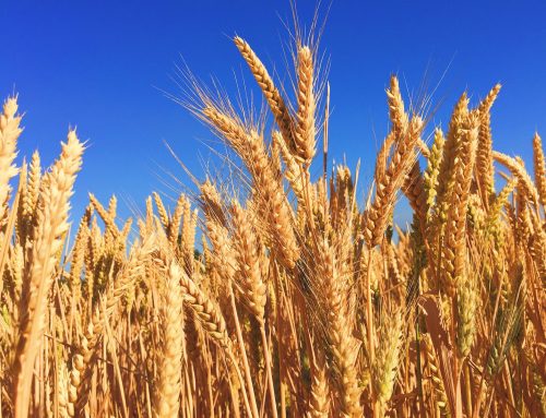 Zimbabwean government announces  new wheat producer prices for winter wheat