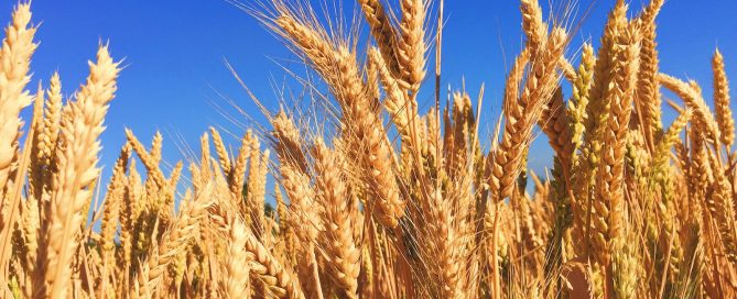 wheat field