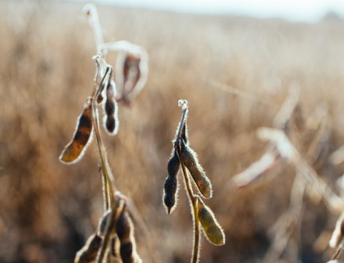 SI 129 of 2023: What you need to know about the new Soya Bean law